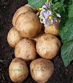 [  ] 科学家公布土豆遗传密码 有助解决全球饥荒（图）